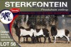 6X MEATMASTER EWE STERKFONTEIN MEATMASTERS - 3