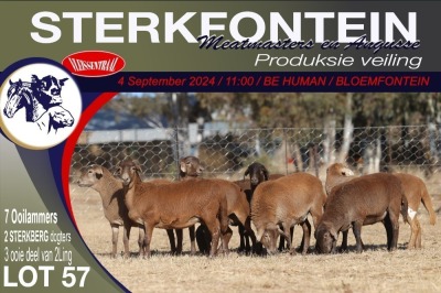 7X MEATMASTER EWE STERKFONTEIN MEATMASTERS