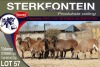 7X MEATMASTER EWE STERKFONTEIN MEATMASTERS - 2