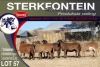 7X MEATMASTER EWE STERKFONTEIN MEATMASTERS - 3