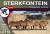 7X MEATMASTER EWE STERKFONTEIN MEATMASTERS - 4