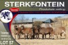 7X MEATMASTER EWE STERKFONTEIN MEATMASTERS - 5