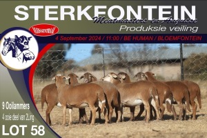 9X MEATMASTER EWE STERKFONTEIN MEATMASTERS