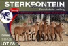 9X MEATMASTER EWE STERKFONTEIN MEATMASTERS - 2