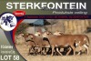 9X MEATMASTER EWE STERKFONTEIN MEATMASTERS - 3