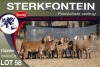 9X MEATMASTER EWE STERKFONTEIN MEATMASTERS - 4