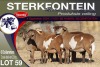 6X MEATMASTER EWE STERKFONTEIN MEATMASTERS - 2