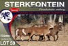 6X MEATMASTER EWE STERKFONTEIN MEATMASTERS - 3