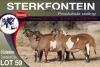 6X MEATMASTER EWE STERKFONTEIN MEATMASTERS - 4