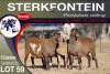 6X MEATMASTER EWE STERKFONTEIN MEATMASTERS - 5