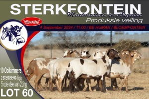 10X MEATMASTER EWE STERKFONTEIN MEATMASTERS