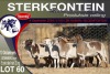 10X MEATMASTER EWE STERKFONTEIN MEATMASTERS - 2