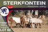 10X MEATMASTER EWE STERKFONTEIN MEATMASTERS - 3