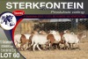 10X MEATMASTER EWE STERKFONTEIN MEATMASTERS - 4