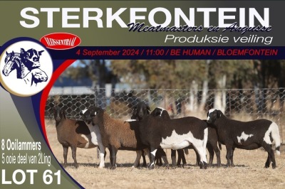 8X MEATMASTER EWE STERKFONTEIN MEATMASTERS