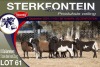 8X MEATMASTER EWE STERKFONTEIN MEATMASTERS - 2