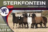 8X MEATMASTER EWE STERKFONTEIN MEATMASTERS - 3