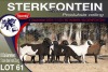 8X MEATMASTER EWE STERKFONTEIN MEATMASTERS - 4