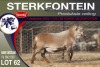 1X MEATMASTER RAM STERKFONTEIN MEATMASTERS - 2