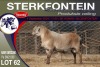 1X MEATMASTER RAM STERKFONTEIN MEATMASTERS - 3