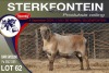 1X MEATMASTER RAM STERKFONTEIN MEATMASTERS - 4