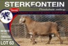 1X MEATMASTER RAM STERKFONTEIN MEATMASTERS