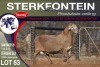 1X MEATMASTER RAM STERKFONTEIN MEATMASTERS - 3