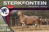 1X MEATMASTER RAM STERKFONTEIN MEATMASTERS