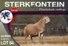 1X MEATMASTER RAM STERKFONTEIN MEATMASTERS - 2