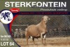 1X MEATMASTER RAM STERKFONTEIN MEATMASTERS - 3