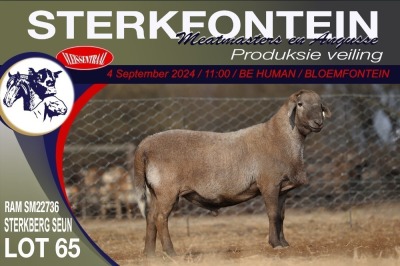 1X MEATMASTER RAM STERKFONTEIN MEATMASTERS