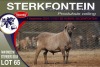 1X MEATMASTER RAM STERKFONTEIN MEATMASTERS - 2