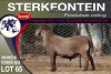 1X MEATMASTER RAM STERKFONTEIN MEATMASTERS - 3