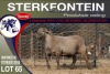 1X MEATMASTER RAM STERKFONTEIN MEATMASTERS - 4