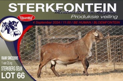 1X MEATMASTER RAM STERKFONTEIN MEATMASTERS