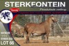 1X MEATMASTER RAM STERKFONTEIN MEATMASTERS - 2