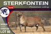 1X MEATMASTER RAM STERKFONTEIN MEATMASTERS - 3