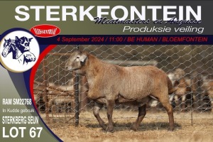 1X MEATMASTER RAM STERKFONTEIN MEATMASTERS