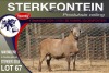 1X MEATMASTER RAM STERKFONTEIN MEATMASTERS - 3