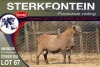 1X MEATMASTER RAM STERKFONTEIN MEATMASTERS - 4