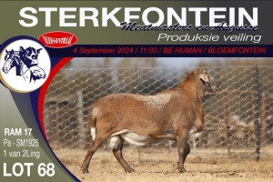 1X MEATMASTER RAM STERKFONTEIN MEATMASTERS