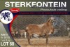 1X MEATMASTER RAM STERKFONTEIN MEATMASTERS - 2