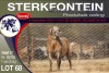 1X MEATMASTER RAM STERKFONTEIN MEATMASTERS - 3