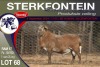 1X MEATMASTER RAM STERKFONTEIN MEATMASTERS - 4