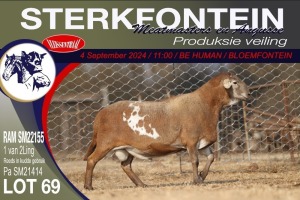 1X MEATMASTER RAM STERKFONTEIN MEATMASTERS