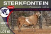 1X MEATMASTER RAM STERKFONTEIN MEATMASTERS - 3