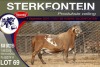 1X MEATMASTER RAM STERKFONTEIN MEATMASTERS - 4