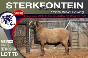 1X MEATMASTER RAM STERKFONTEIN MEATMASTERS