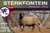 1X MEATMASTER RAM STERKFONTEIN MEATMASTERS - 2