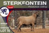 1X MEATMASTER RAM STERKFONTEIN MEATMASTERS - 3